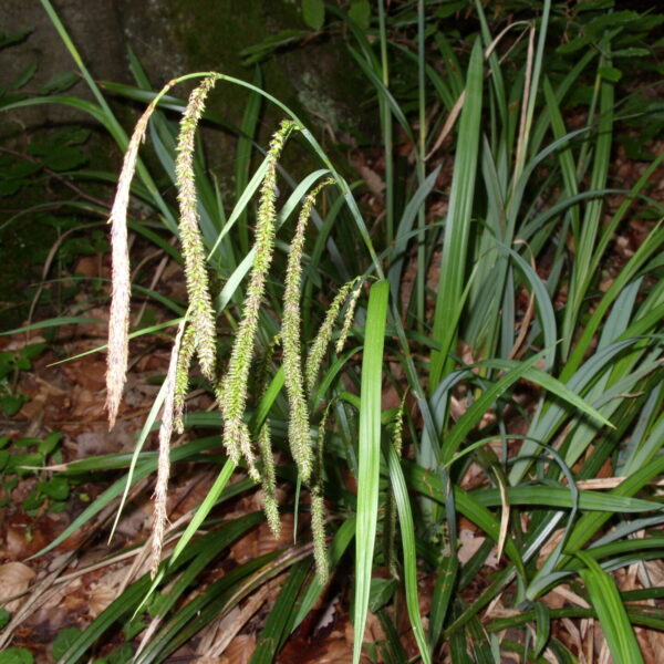Carex pendula Riesen Pendel Segge Nahaufnahme