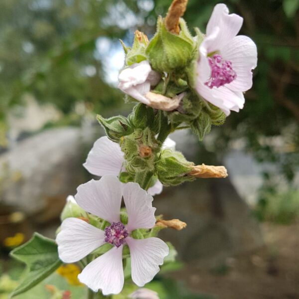 Althea officinalis Blüten