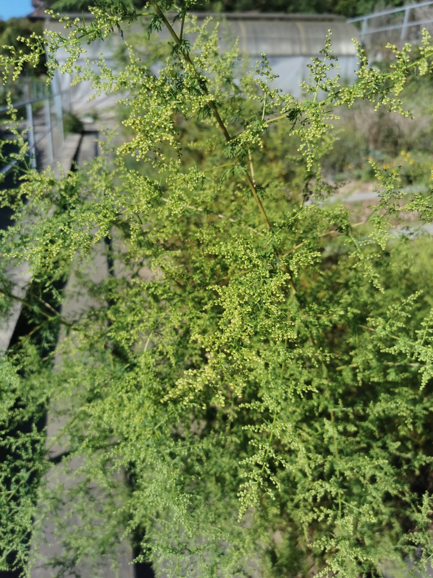 Artemisia annua - Einjähriger Beifuss