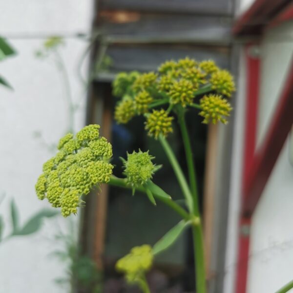 Levisticum officinale