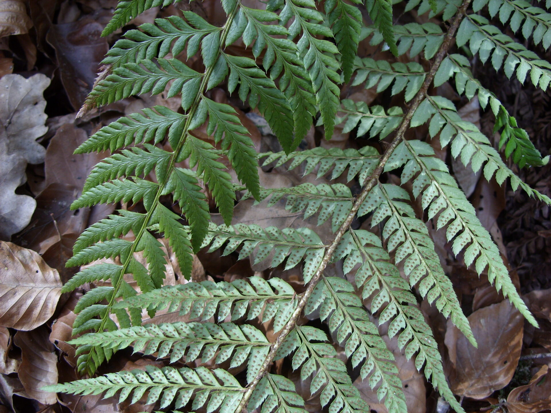 Polystichum aculeatum - Glanz-Schildfarn Polystichum aculeatum - Glanz-Schildfarn