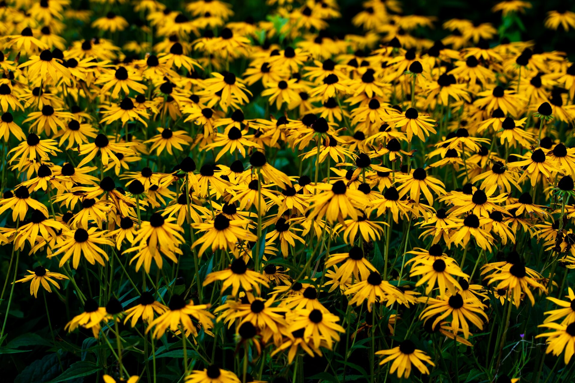 Rudbeckia fulgida var. deamii - Sonnenhut