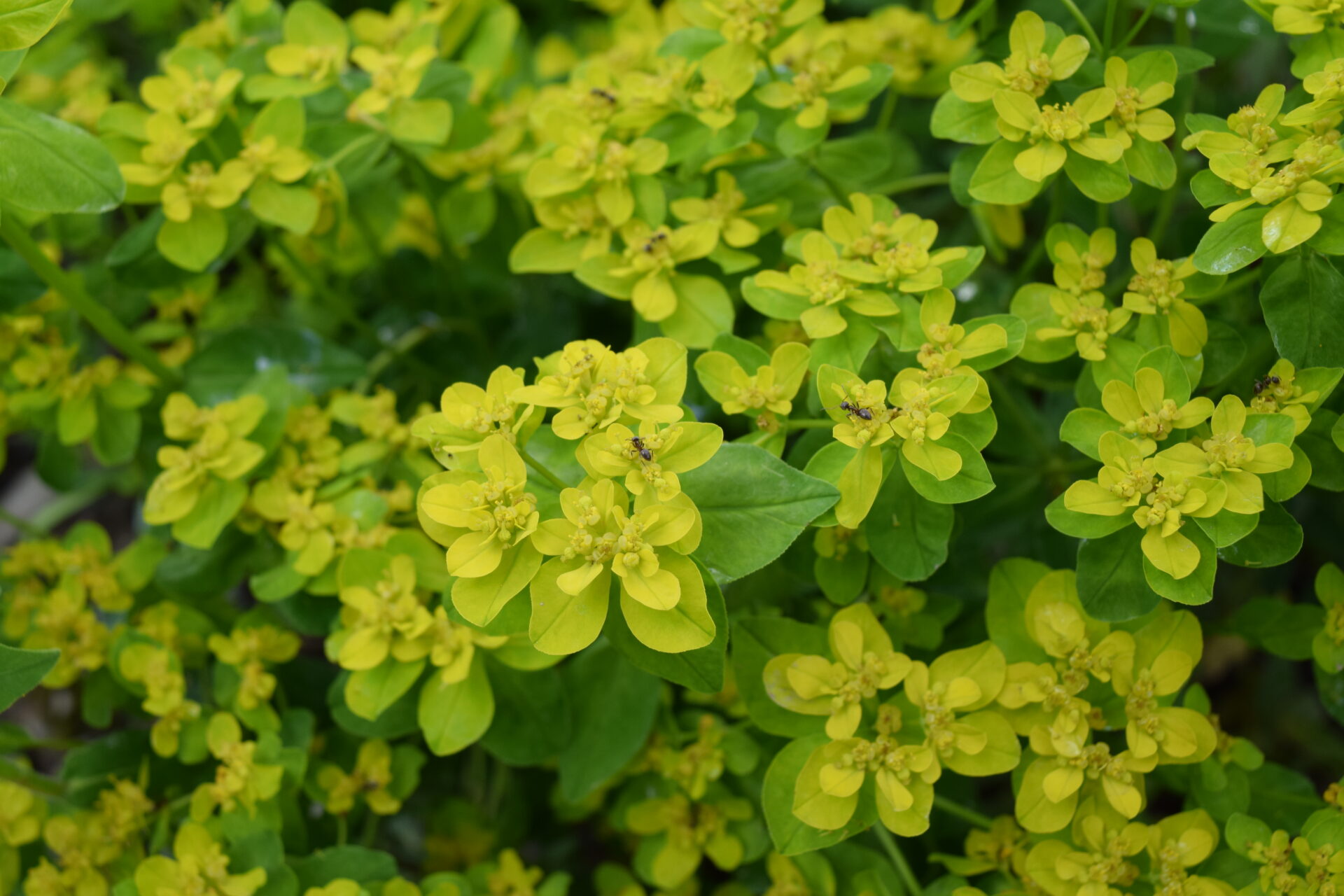 Euphorbia verrucosa - Warzige Wolfsmilch