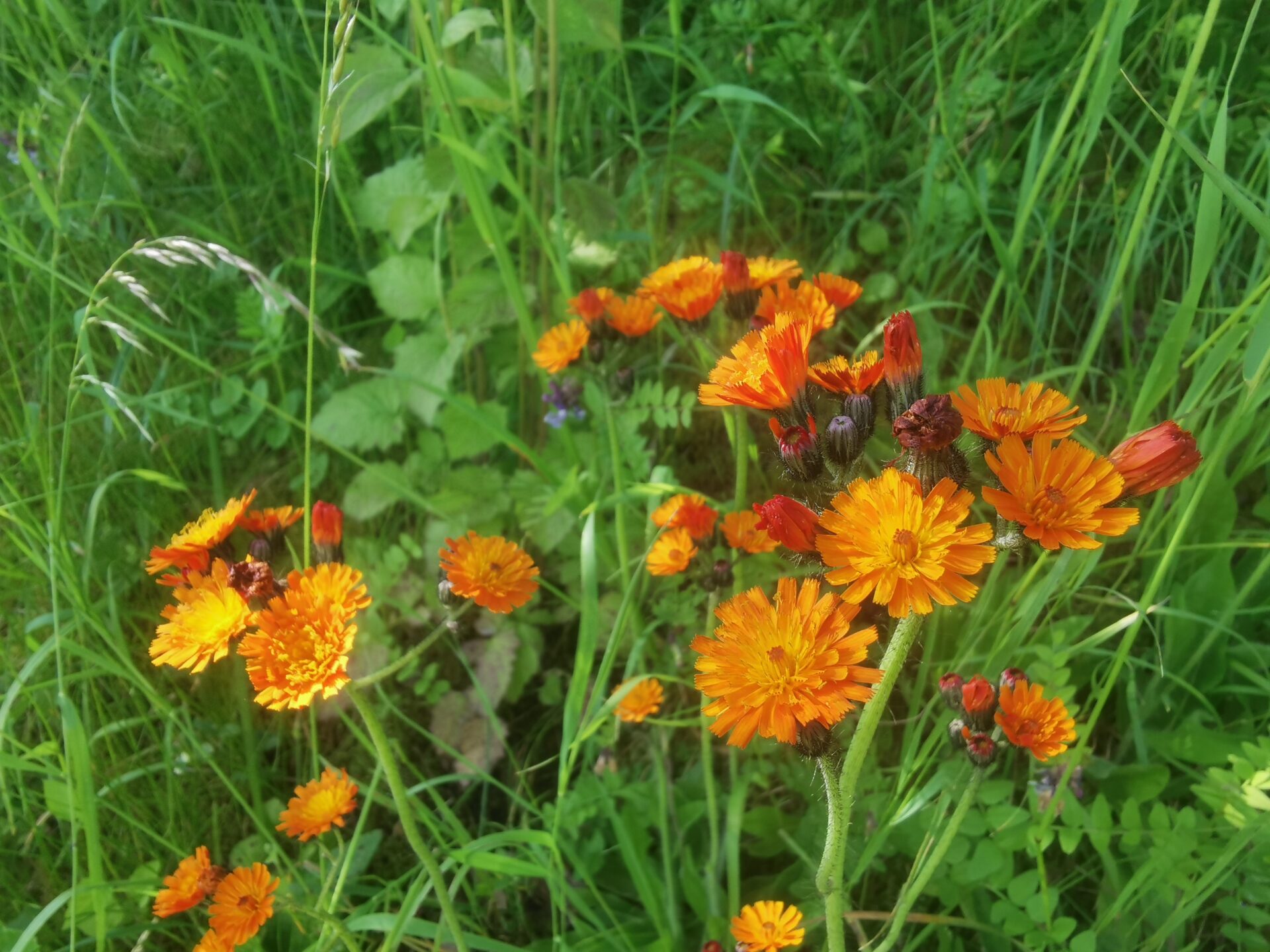 Hieracium aurantiaca - Oranges Habichtskraut