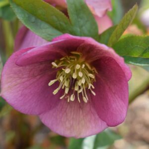 Helleborus orientalis rosa Lenzrose Blüte