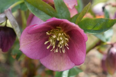 Helleborus orientalis rosa Lenzrose Blüte