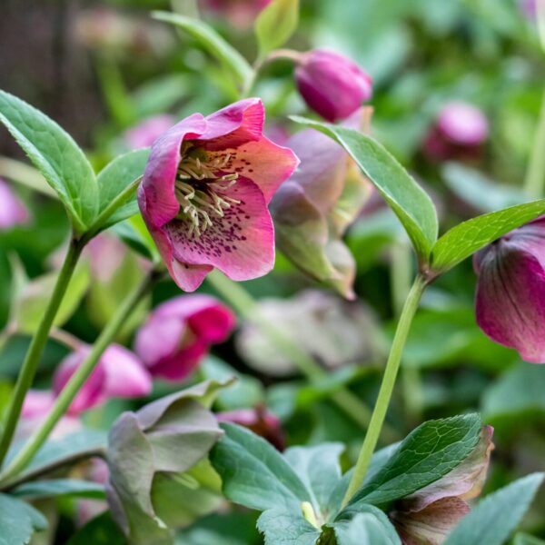 Helleborus orientalis rosa Lenzrose Blüte Blatt