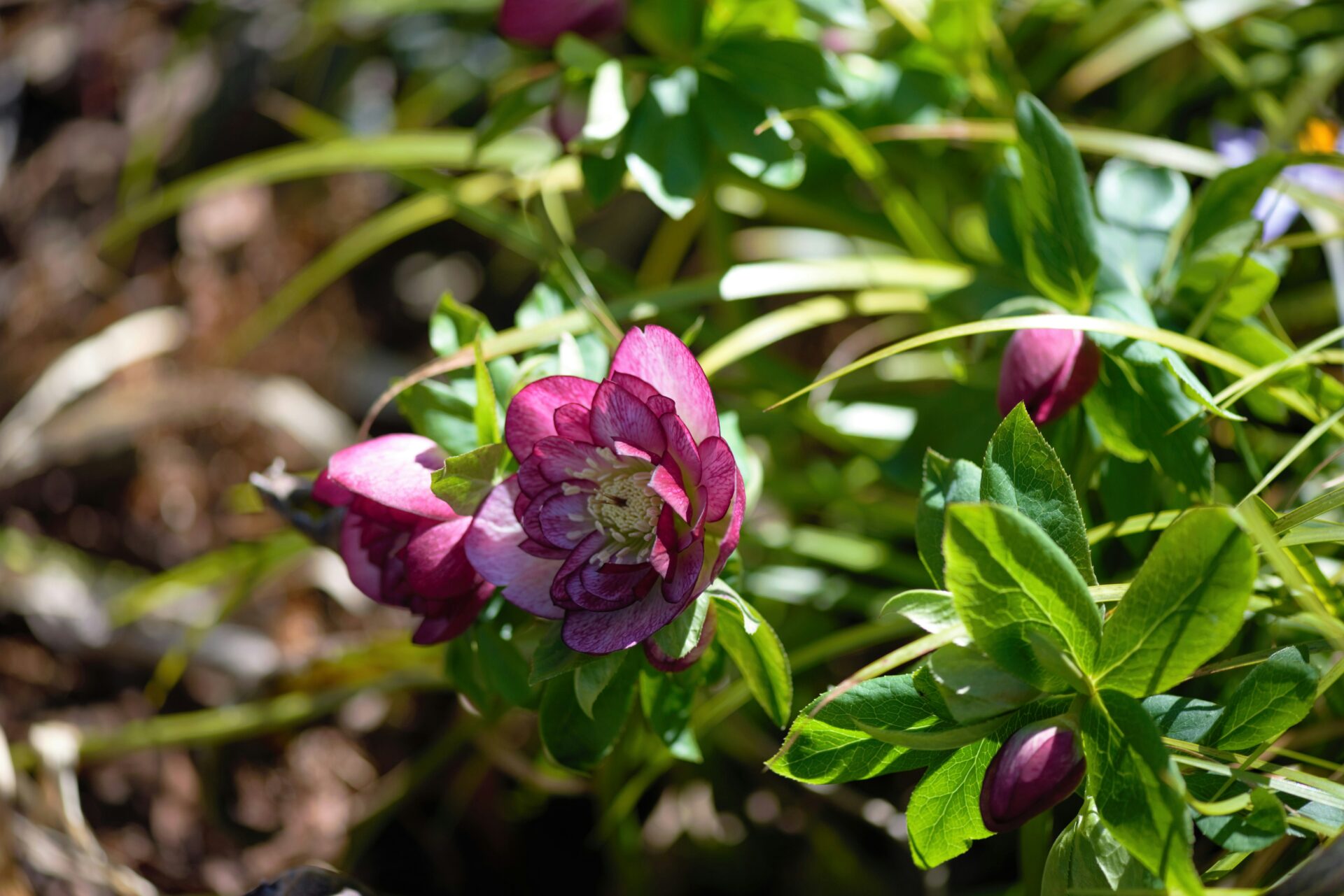 Helleborus orientalis rosa Sorte - Rosa Lenzrose