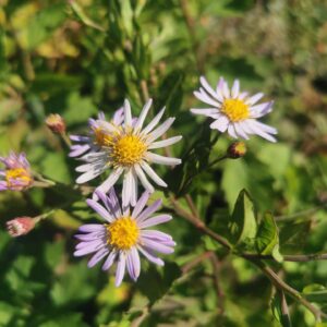 Aster ageratoides 'Asran'