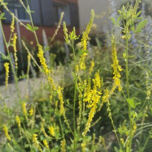 Melilotus officinalis