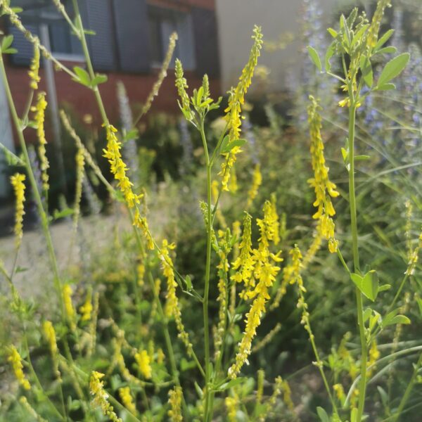 Melilotus officinalis