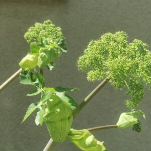 Angelica archangelica