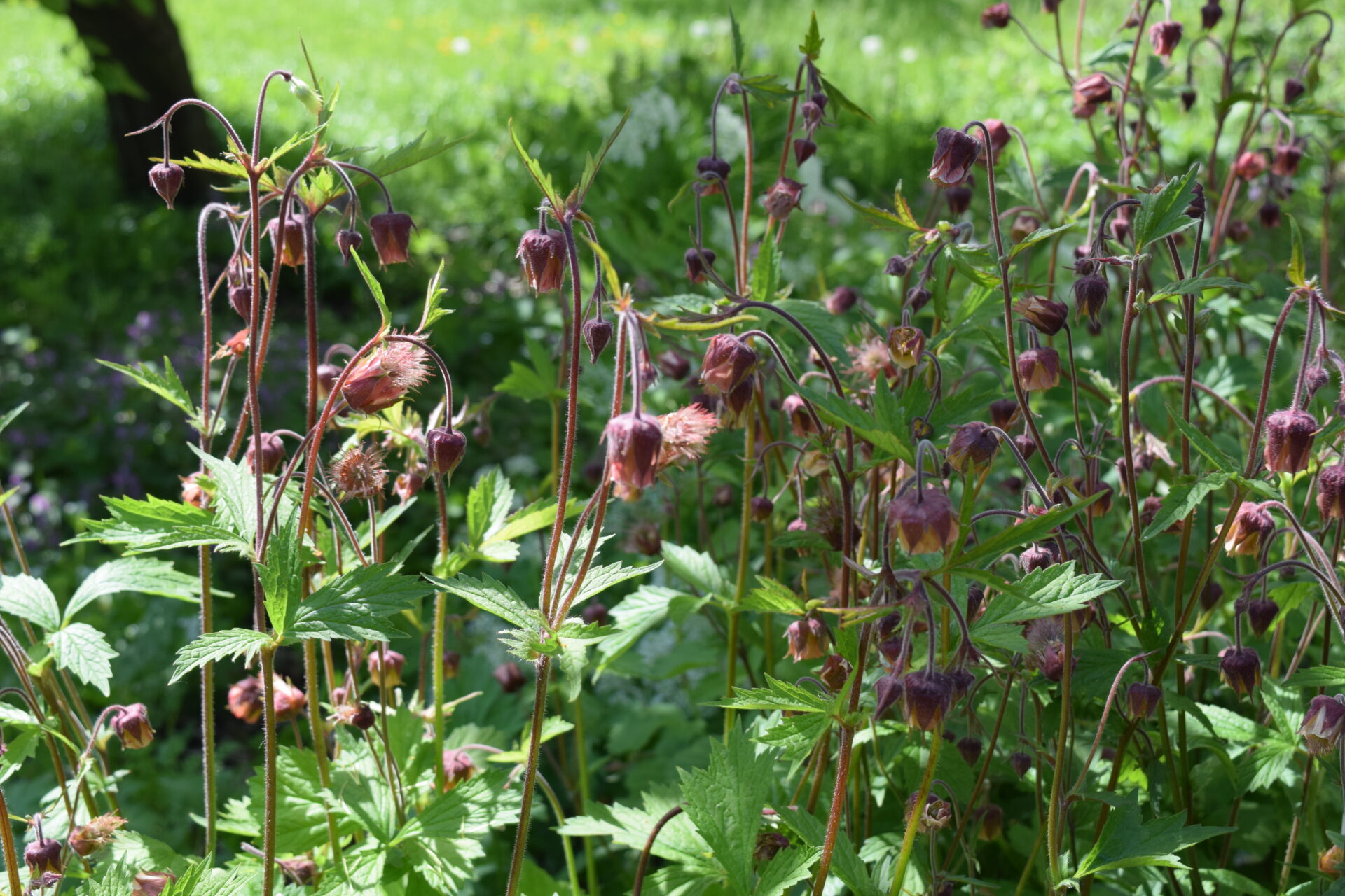 Geum rivale - Bachnelkenwurz