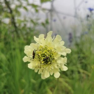 Cephalaria gigantea