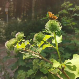 Arctium lappa