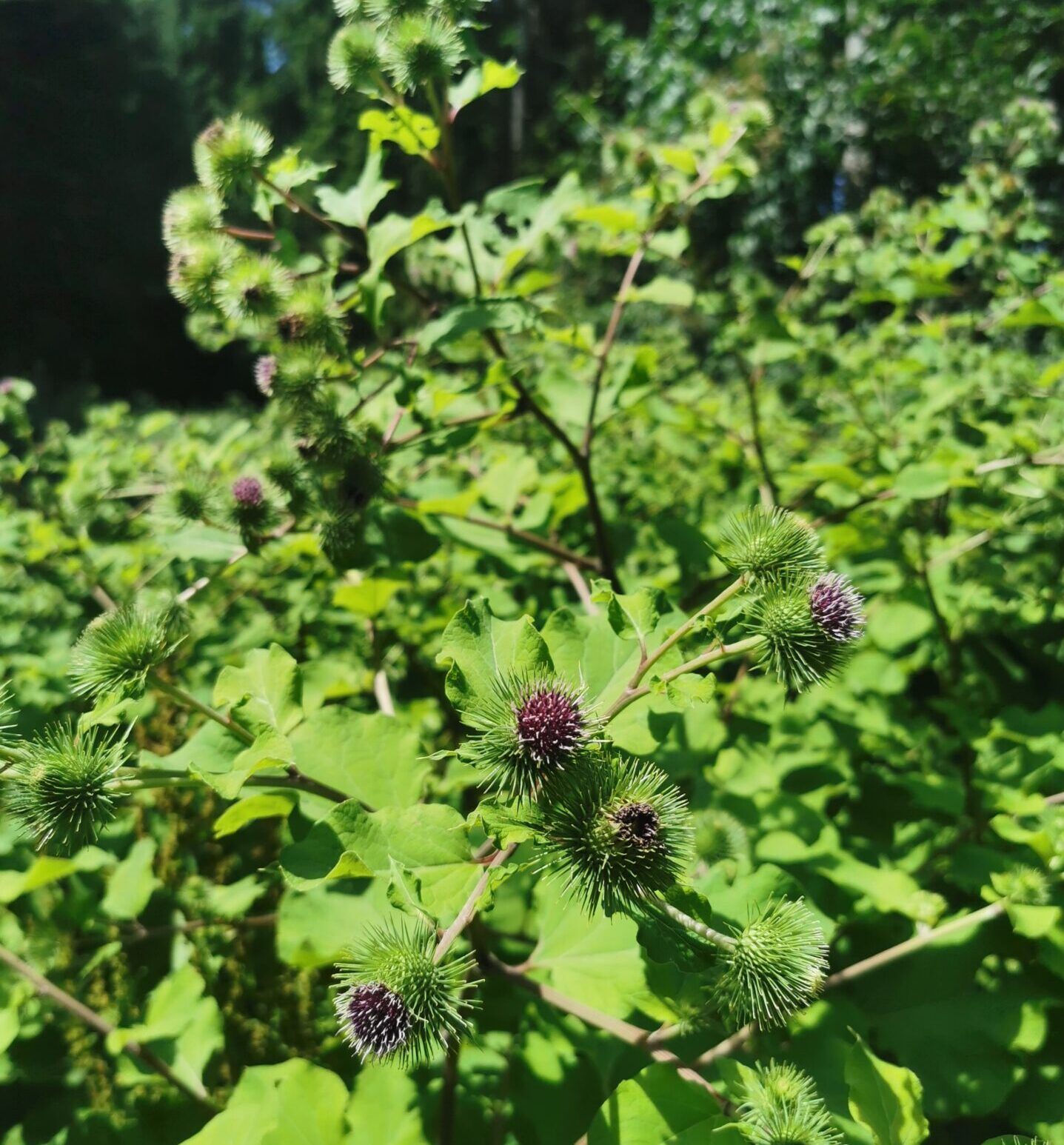 Arctium lappa - Grosse Klette