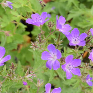 Geranium sylvaticum