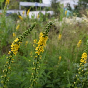 Agrimonia eupatoria