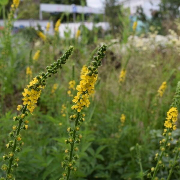 Agrimonia eupatoria