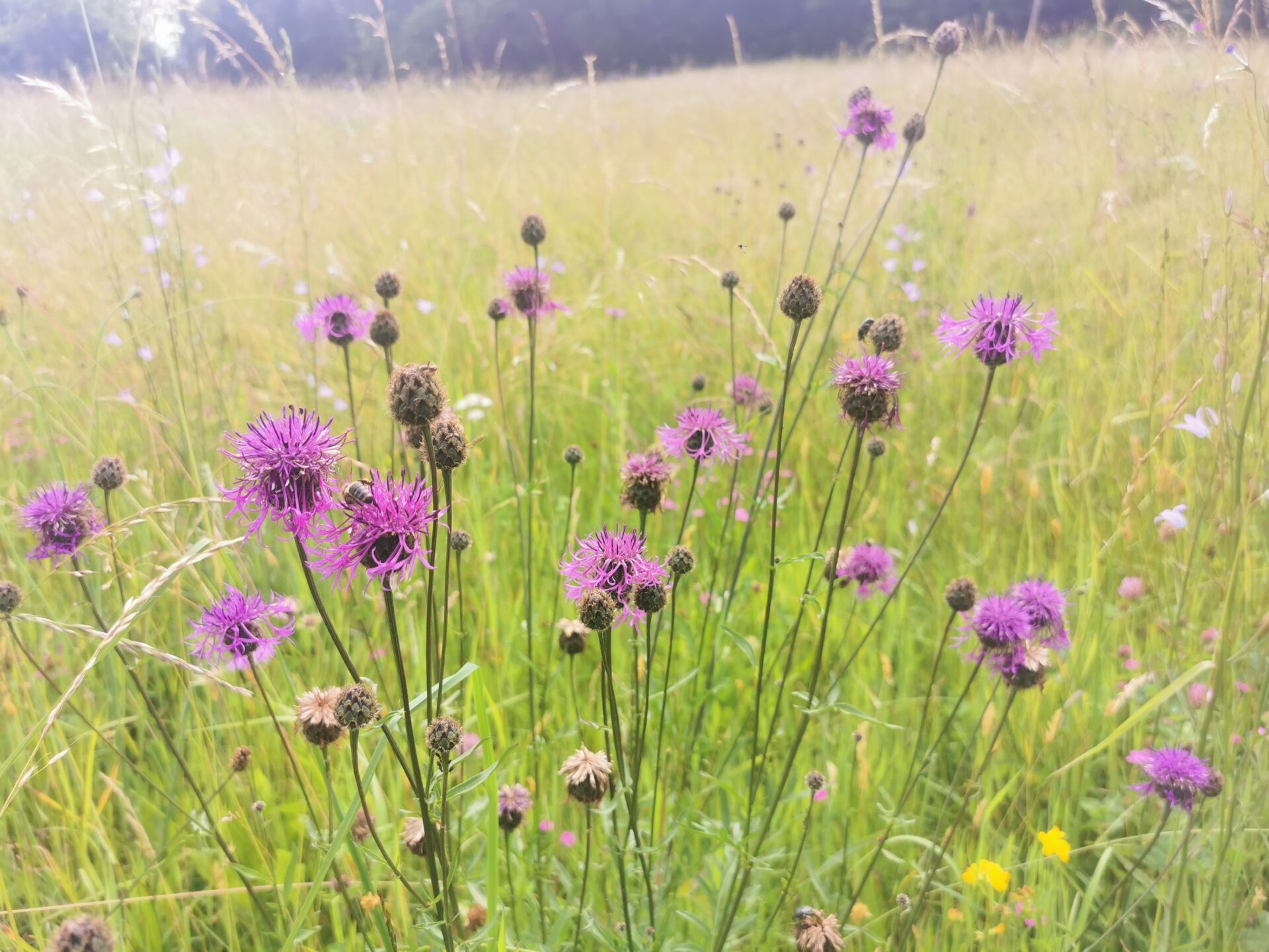 Centaurea scabiosa - Skabiosen-Flockenblume