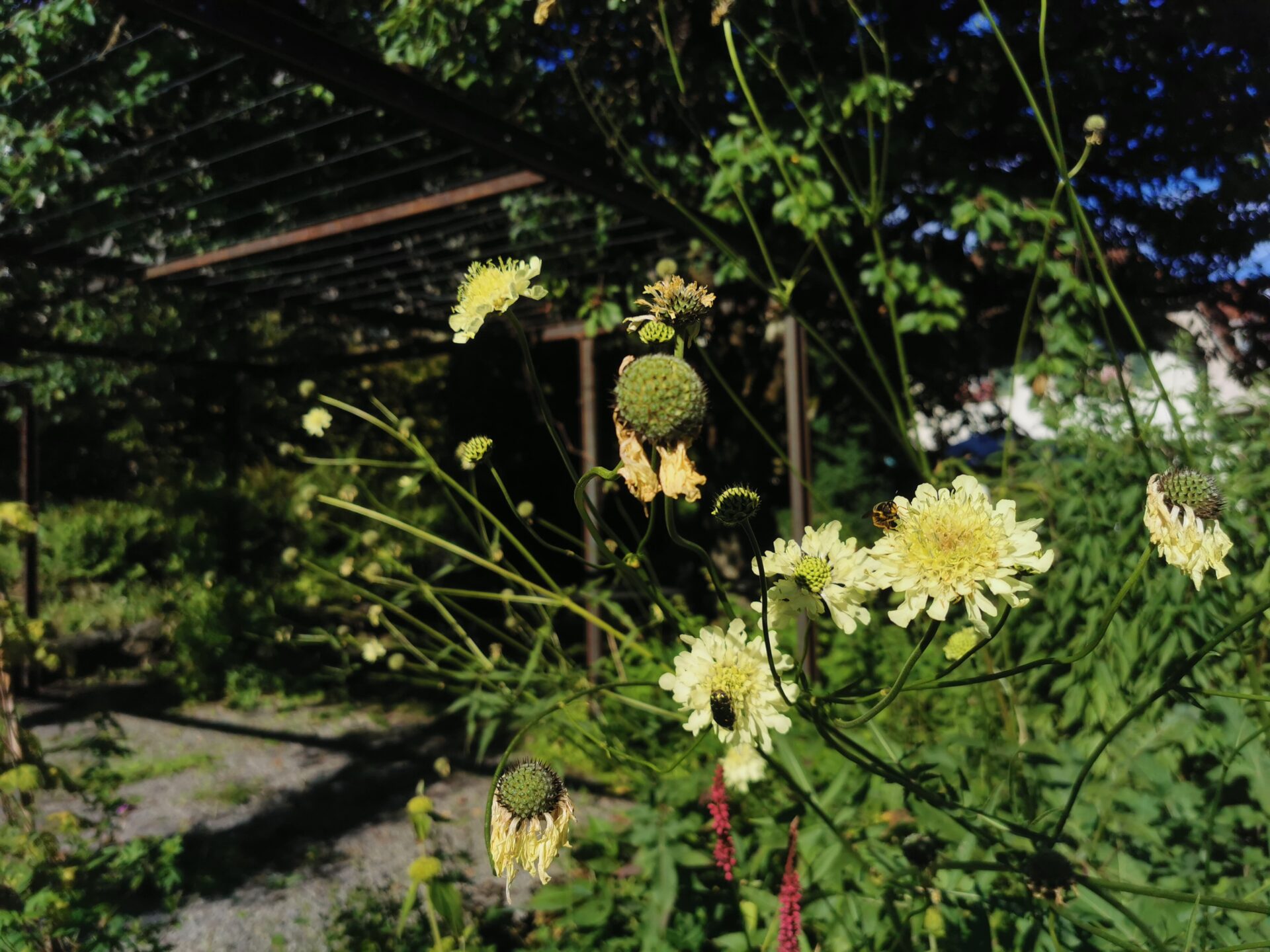 Cephalaria gigantea - Riesen-Schuppenkopf Cephalaria gigantea - Riesen-Schuppenkopf