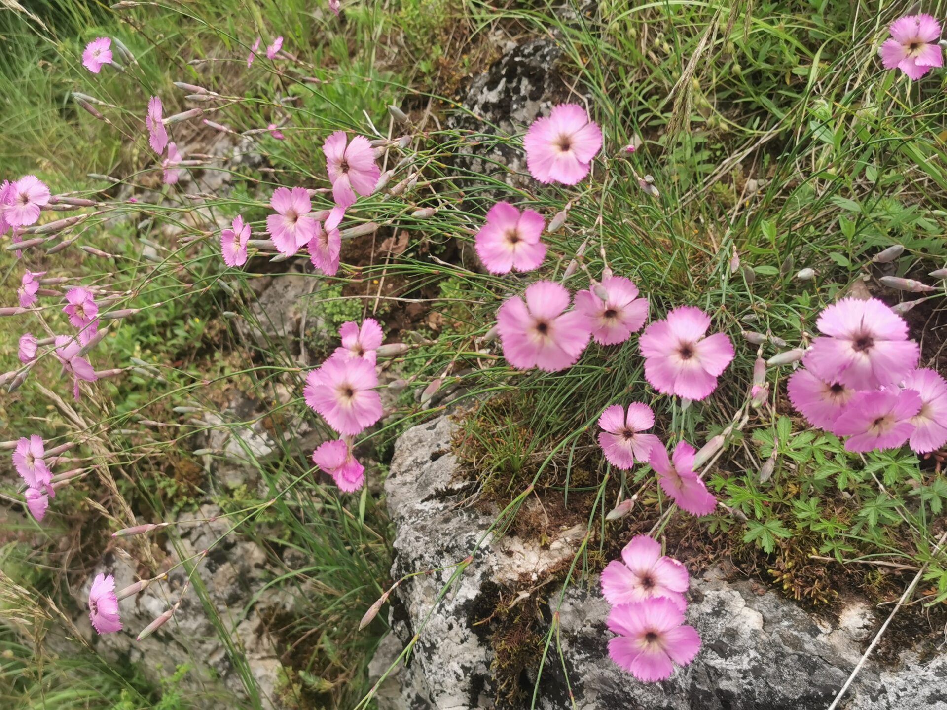 Dianthus sylvestris - Stein-Nelke