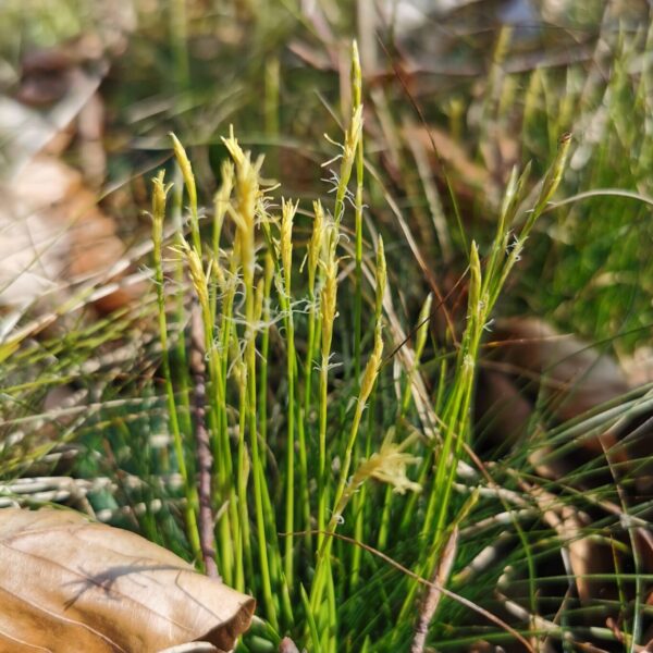 Carex alba
