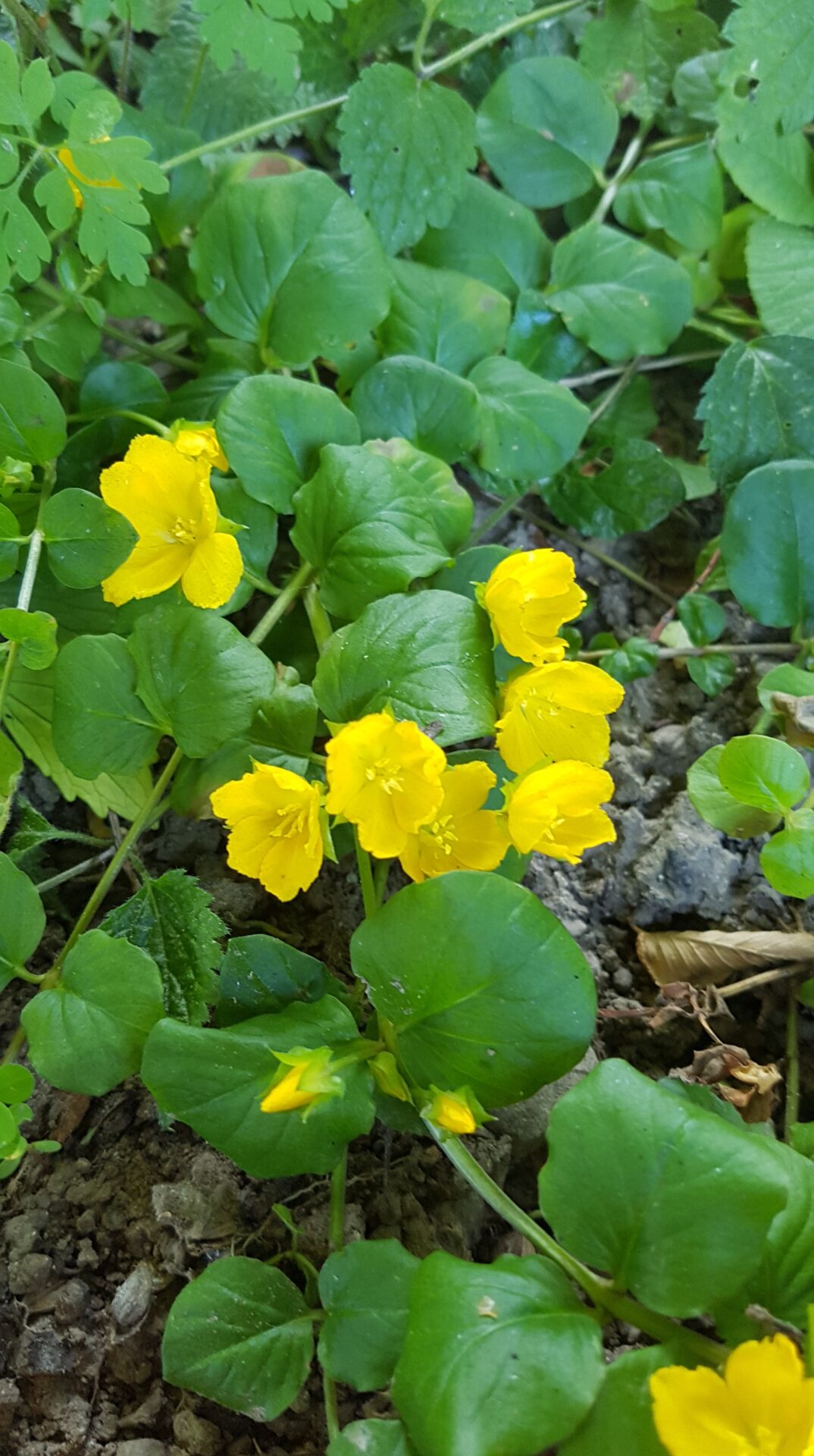 Lysimachia nummularia - Pfennigkraut 