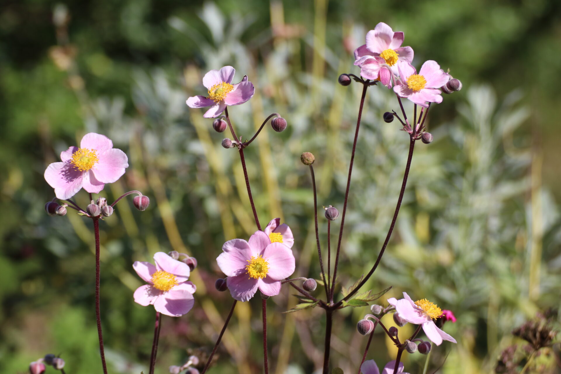 Anemone hupehensis Rosa Sorte - Herbstanemone