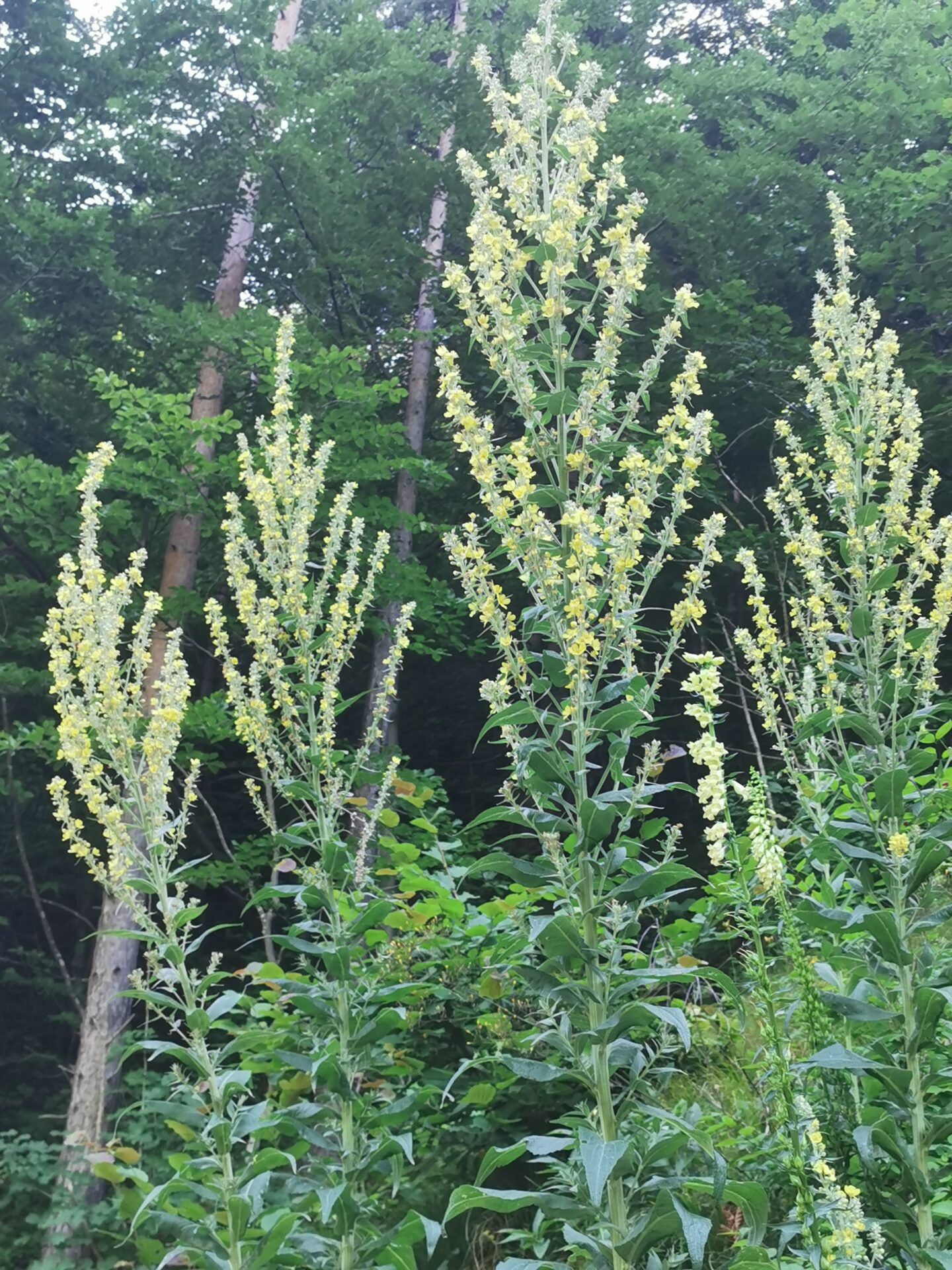 Verbascum lychnitis - Lampen-Königskerze