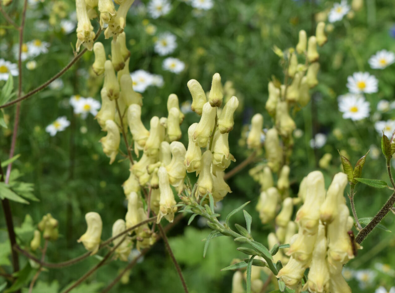 Aconitum lycoctonum ssp. vulparia - Gelber Eisenhut