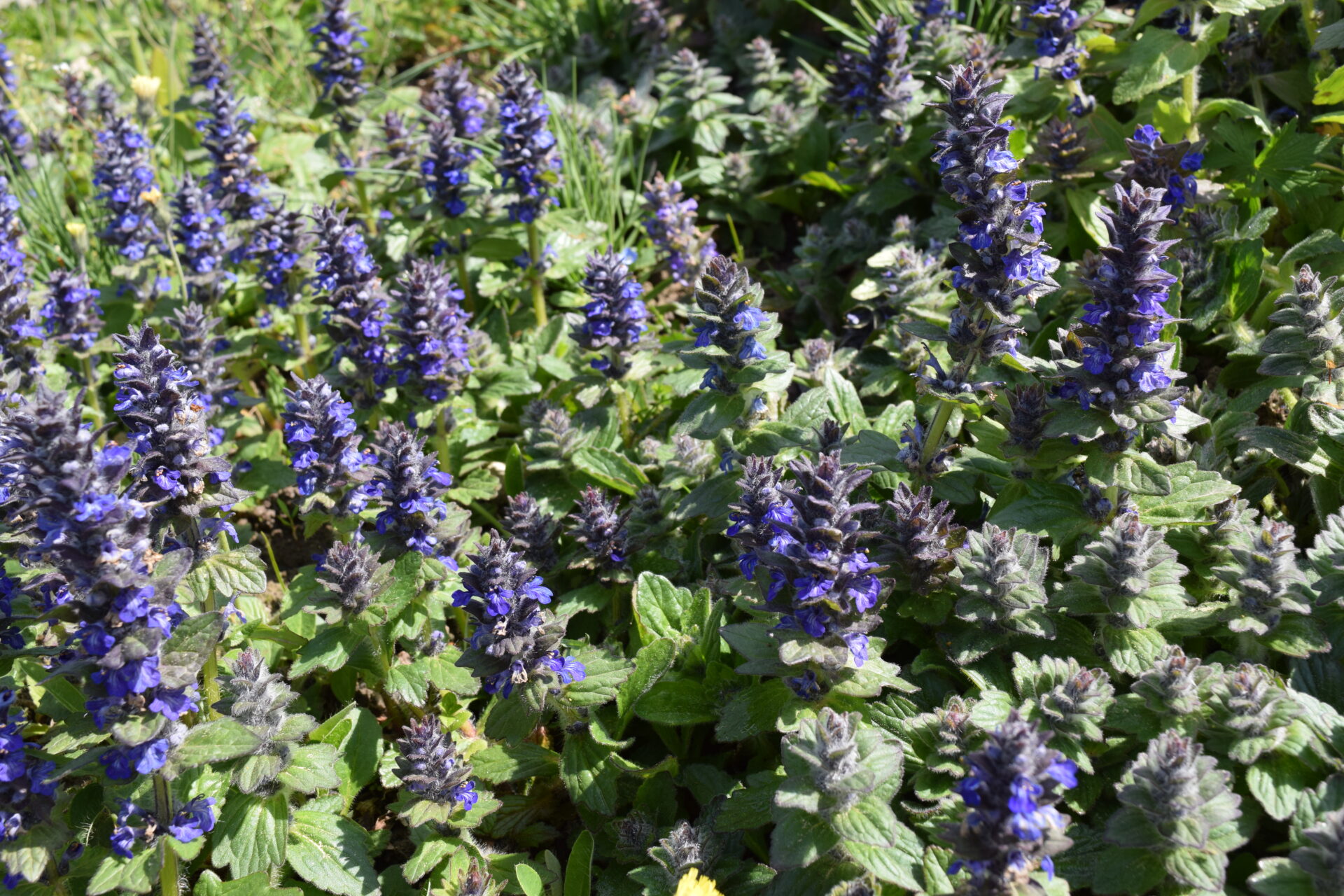 Ajuga genevensis - Genfer Günsel
