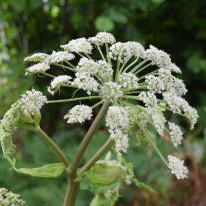 Angelica sylvestris