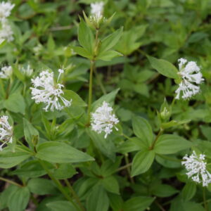 Asperula taurina - Turiner Meister in der Blüte