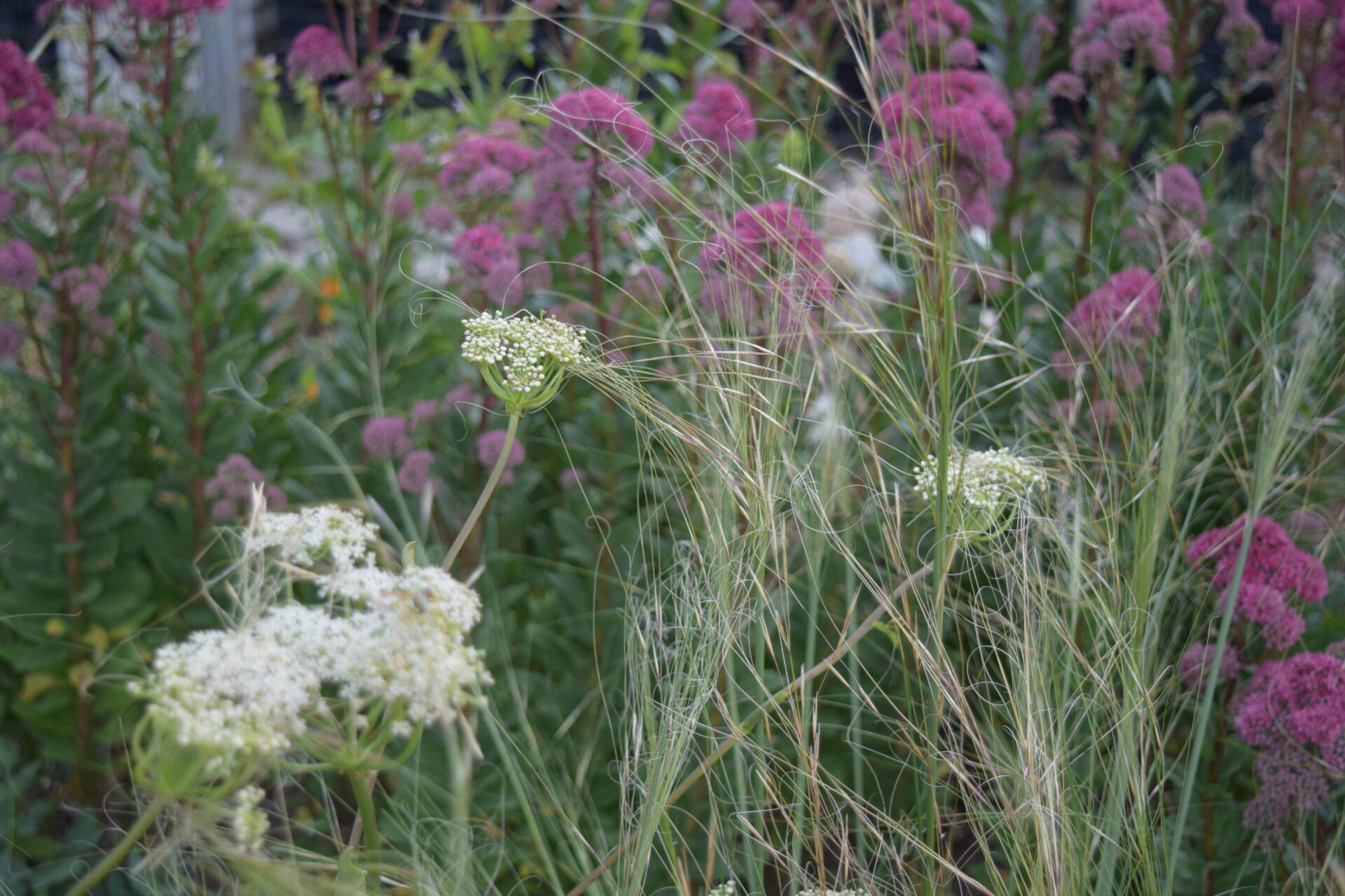Kiesgartenbeet im Sommer