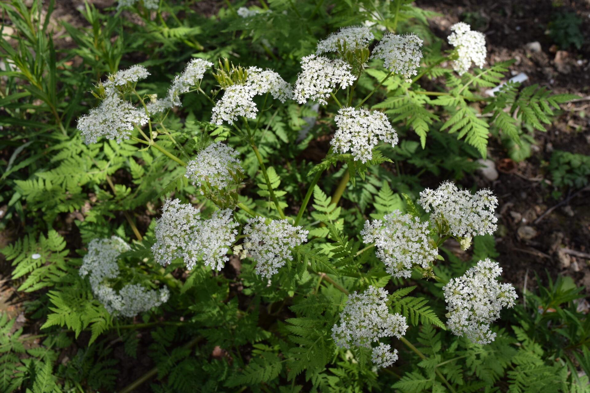 Myrrhis odorata - Süssdolde