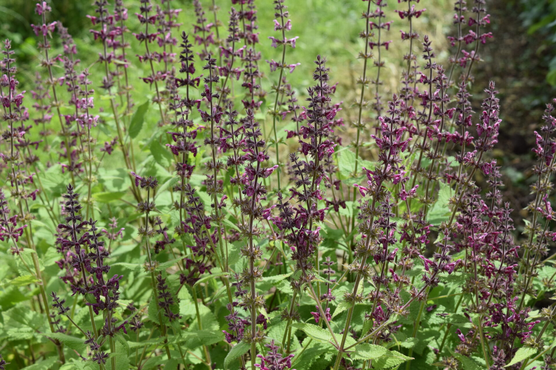Stachys sylvatica - Wald-Ziest