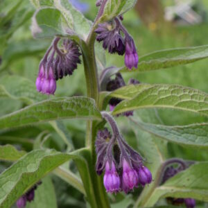 Symphytum officinale