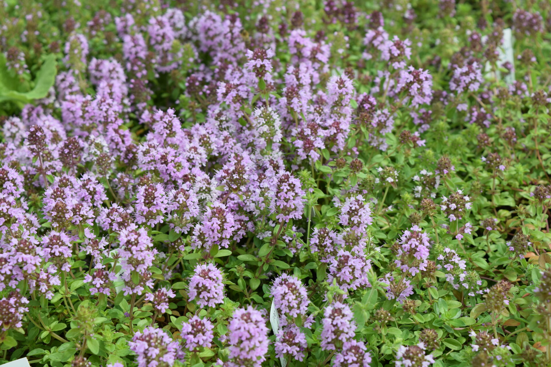 Thymus pulegioides - Arznei-Feld-Thymian