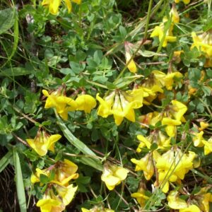 Lotus corniculatus