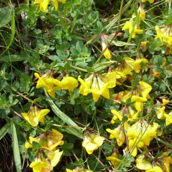 Lotus corniculatus