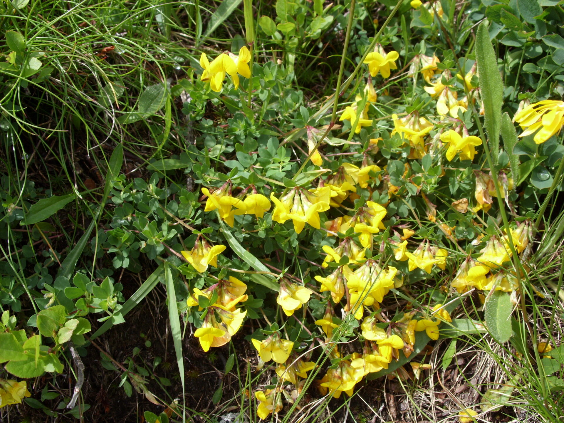 Lotus corniculatus - Hornklee