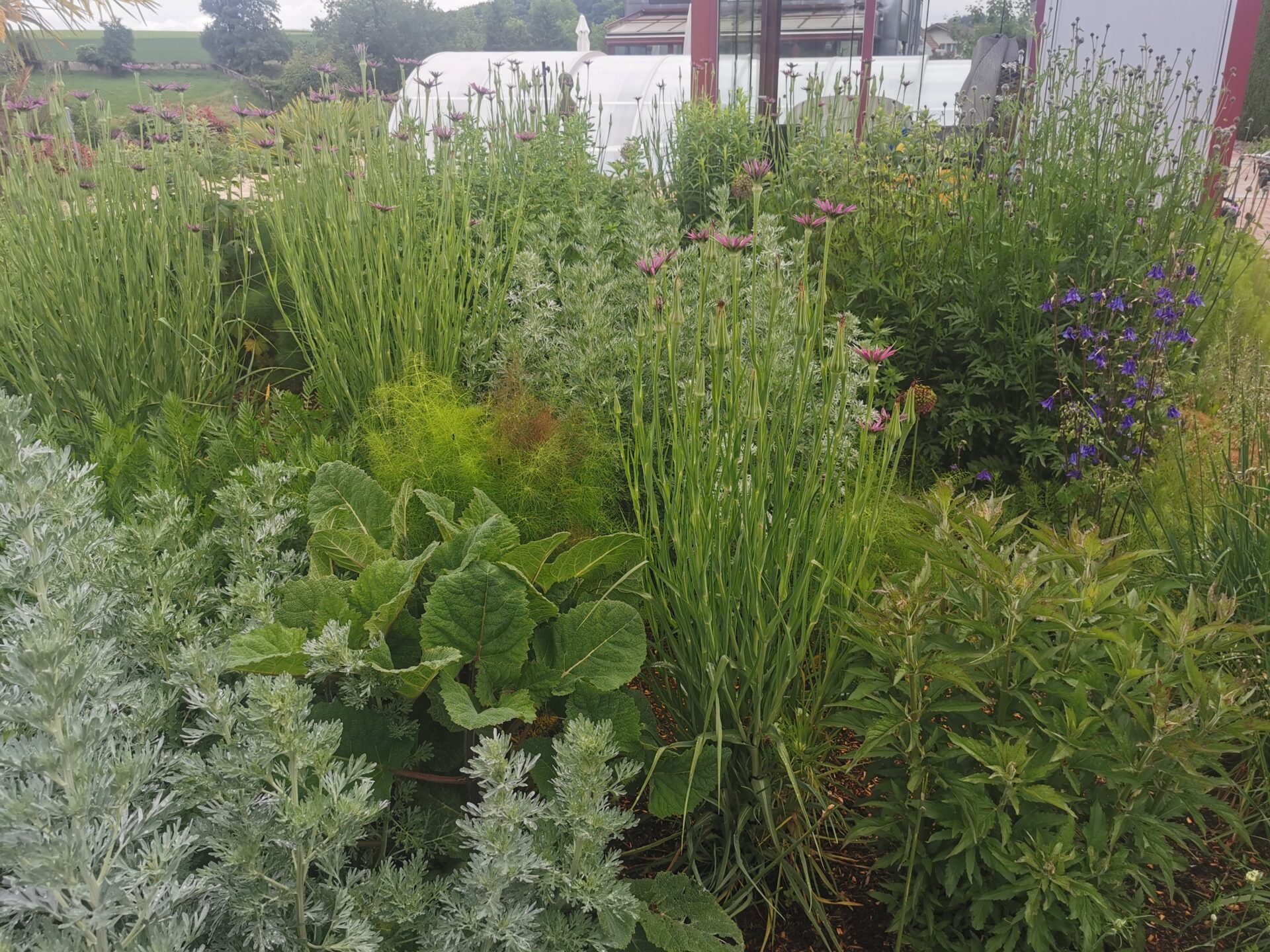 Starke Stauden trocken - für grosse Pflanzflächen