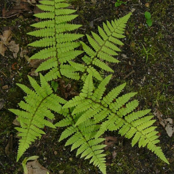 Dryopteris remota