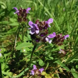 Prunella vulgaris
