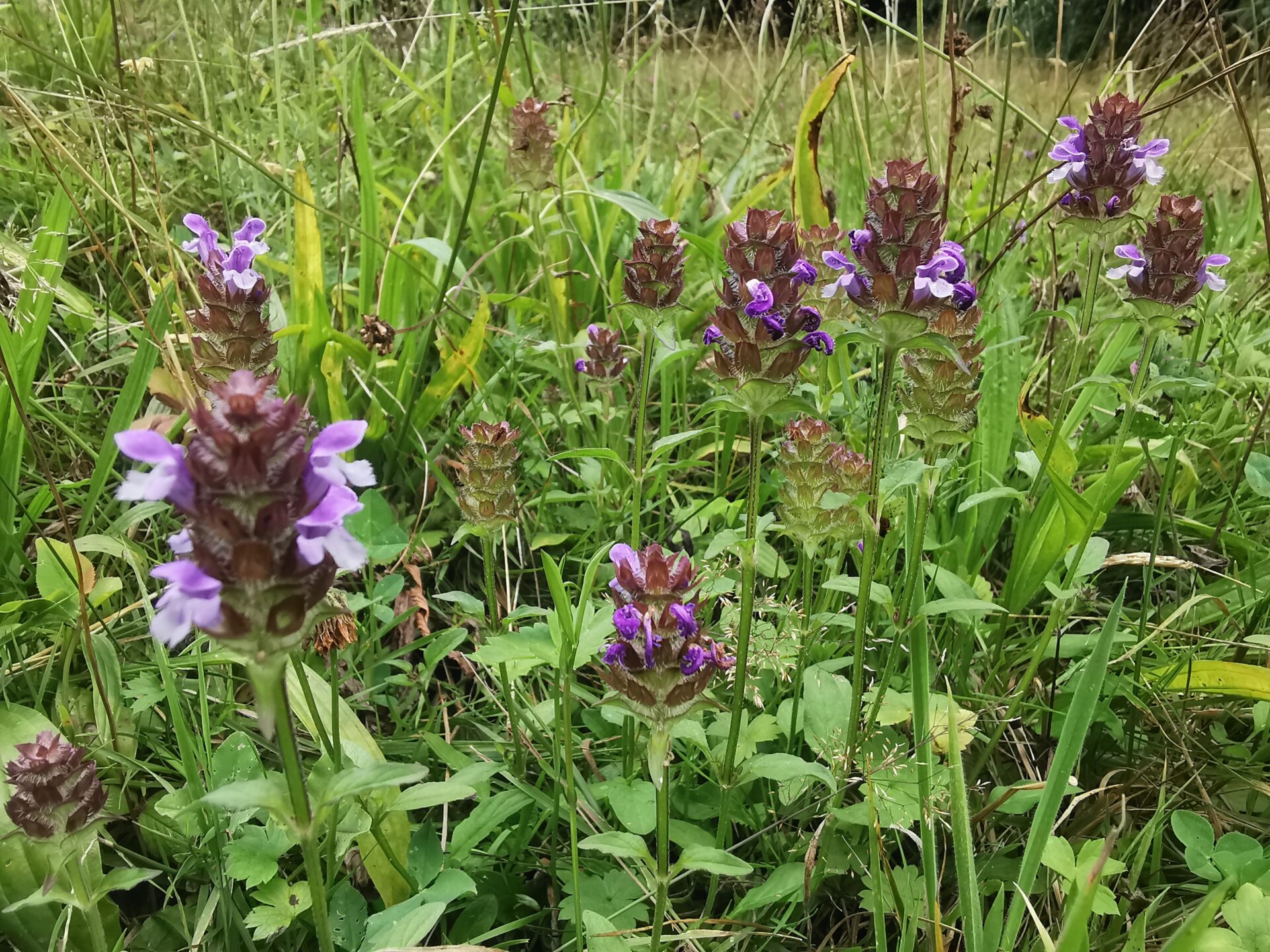 Prunella vulgaris - Kleine Braunelle