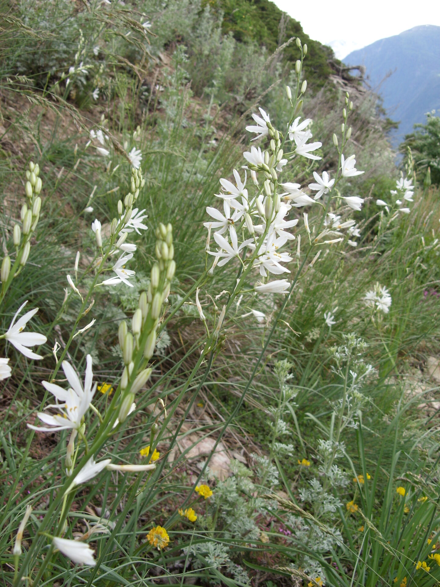 Anthericum liliago - Ästige Graslilie