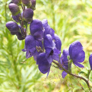 Aconitum napellus