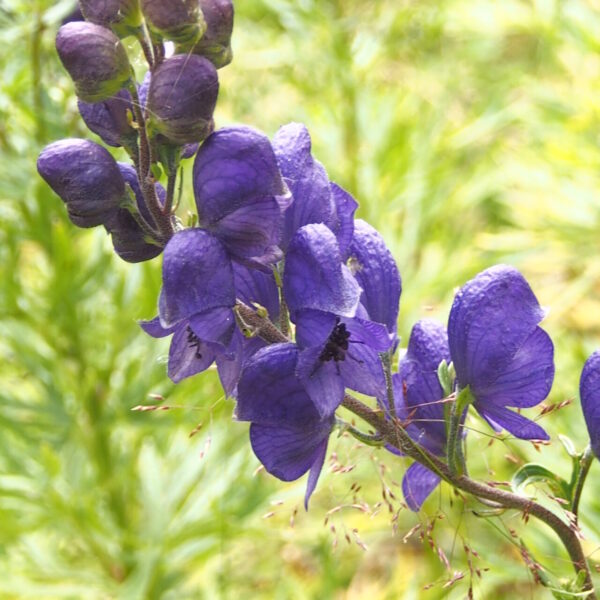 Aconitum napellus