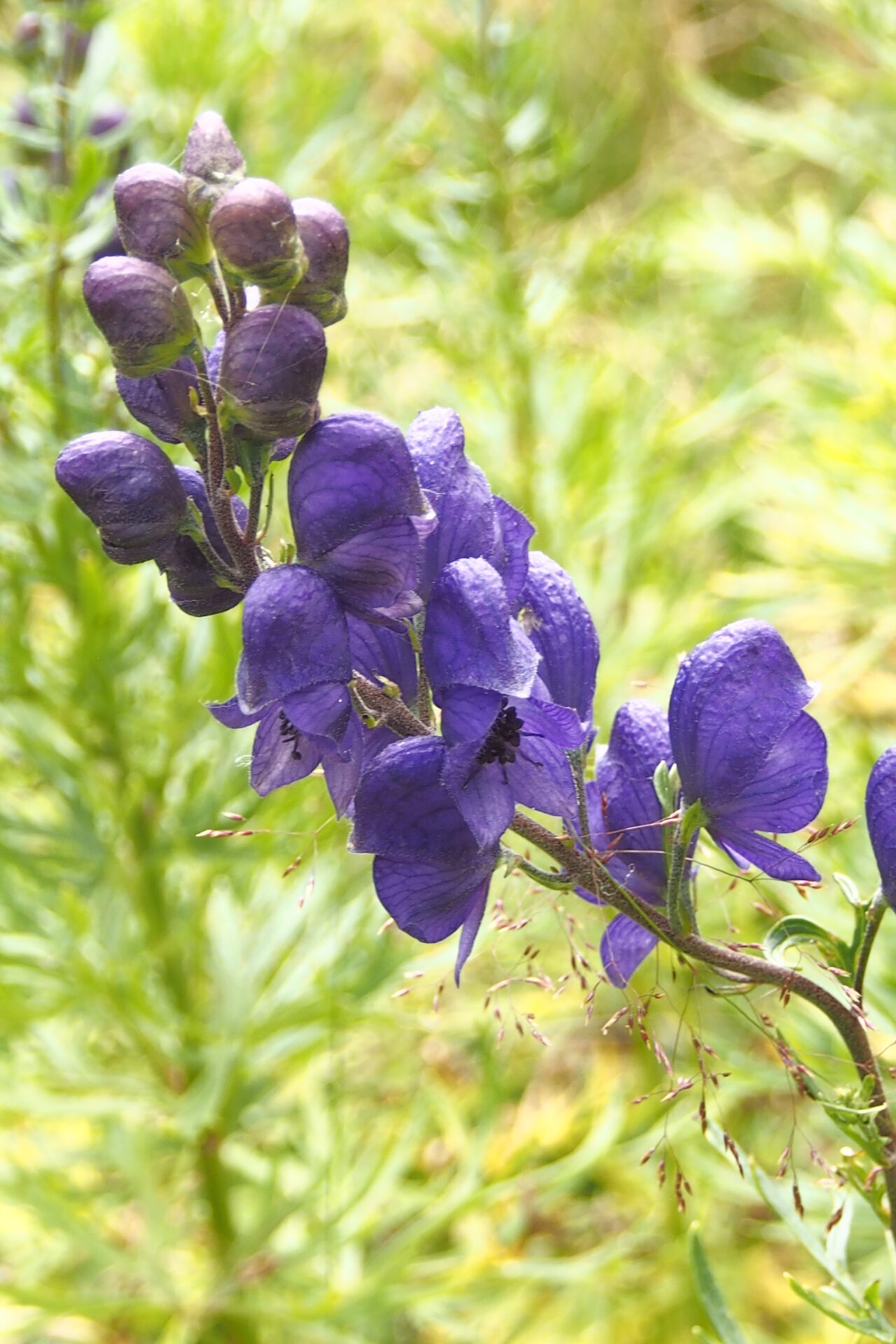 Aconitum napellus - Blauer Eisenhut